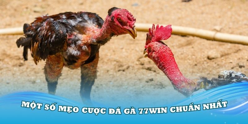 Tìm hiểu một số mẹo cược đá gà chuẩn nhất